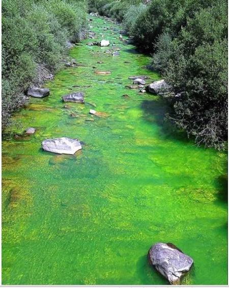 Teñir de Verde fosforito......